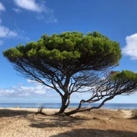 Under The Lemon Tree *