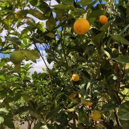 Under The Lemon Tree