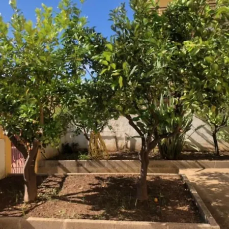 Under The Lemon Tree *