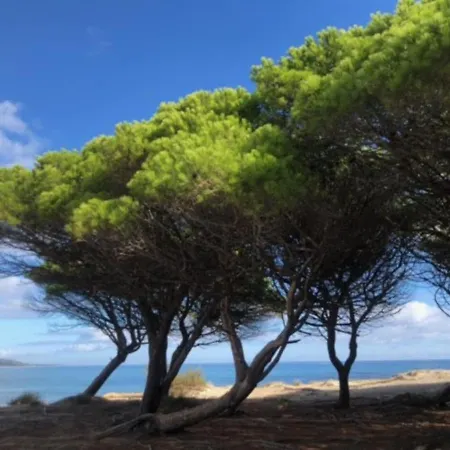 Under The Lemon Tree * La Caletta