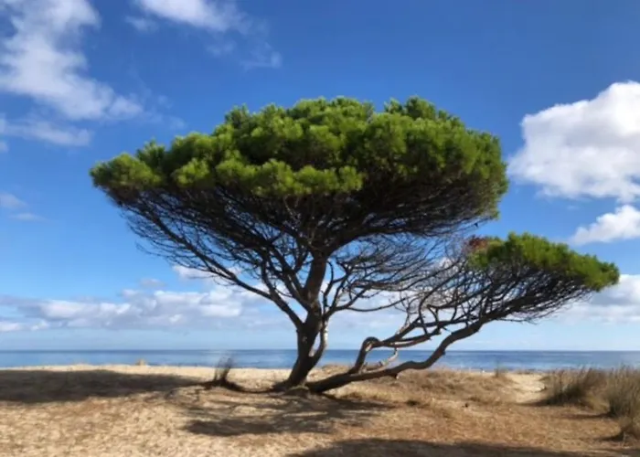 Under The Lemon Tree *