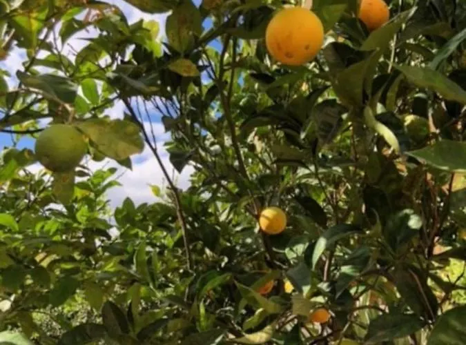 Under The Lemon Tree