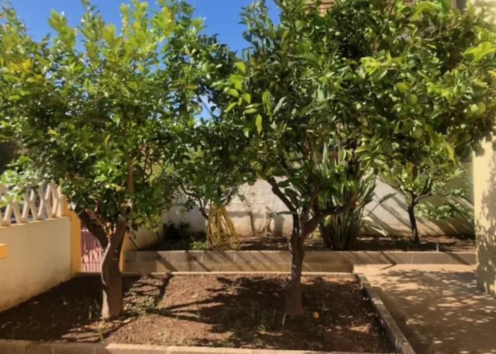 Under The Lemon Tree *