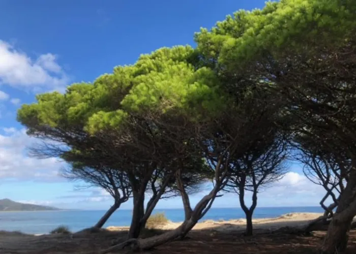 Under The Lemon Tree * La Caletta